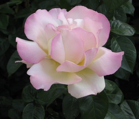 rose-beauty